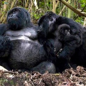 Nyakagezi Gorilla Family