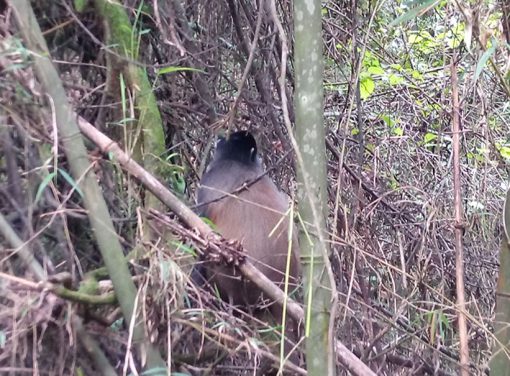 Golden Monkey Tracking - Mgahinga Gorilla National Park