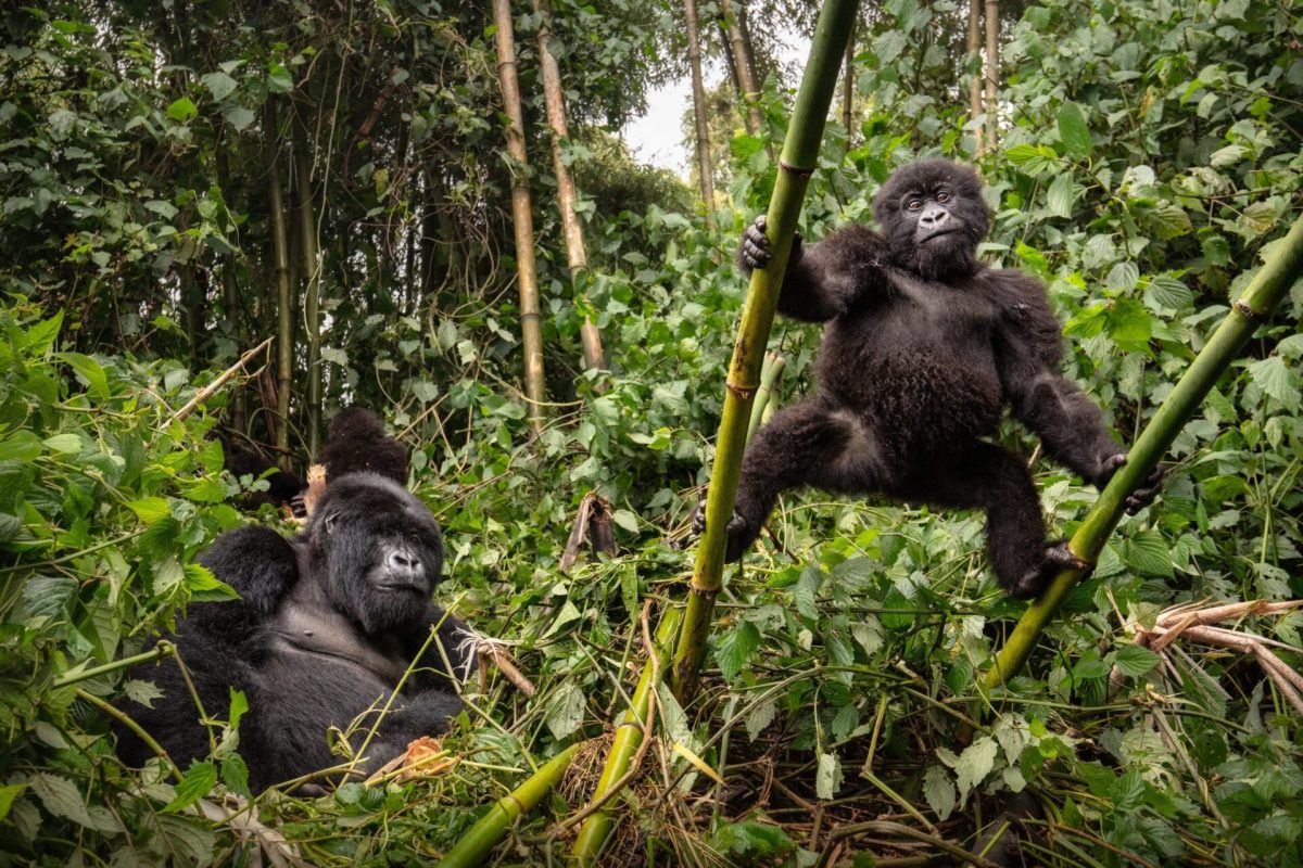 Mountain Gorilla