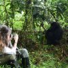 Gorilla Trekking in Uganda vs Rwanda