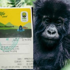 Gorilla Permits