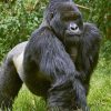 6 Great Gorilla Watching Tips You Should Know