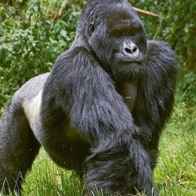 Mgahinga Silverback Gorilla