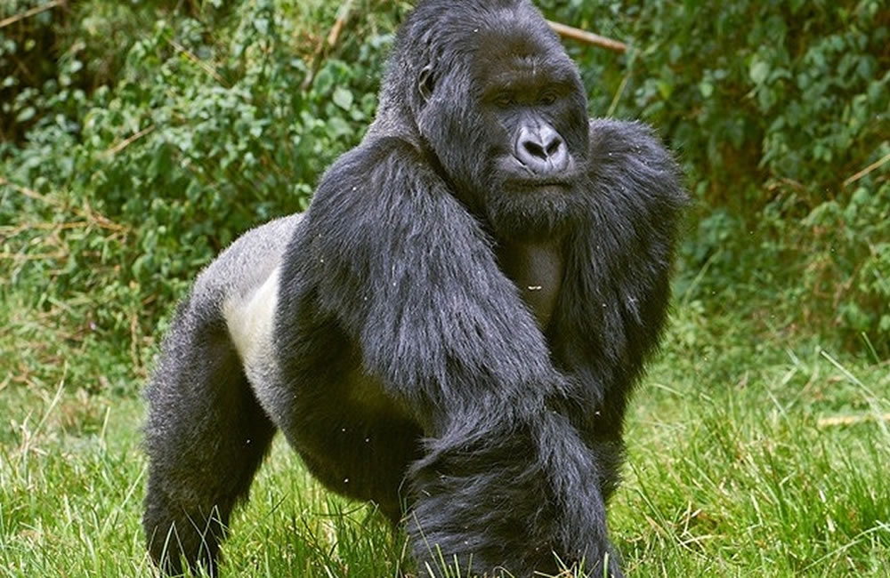 Mgahinga Silverback Gorilla