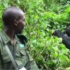 Guide to Tipping on a Gorilla Safari