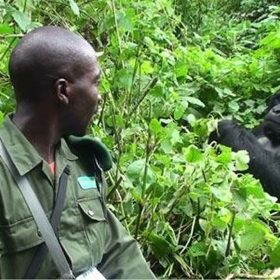 Tipping on Gorilla Safari