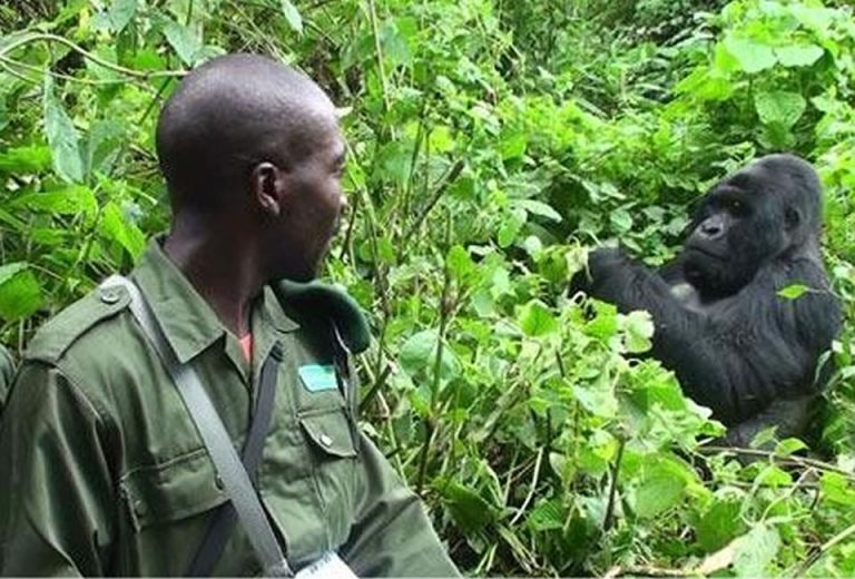 Tipping on Gorilla Safari