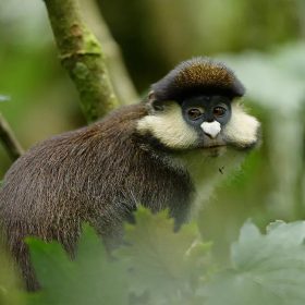 Red Tailed Monkey