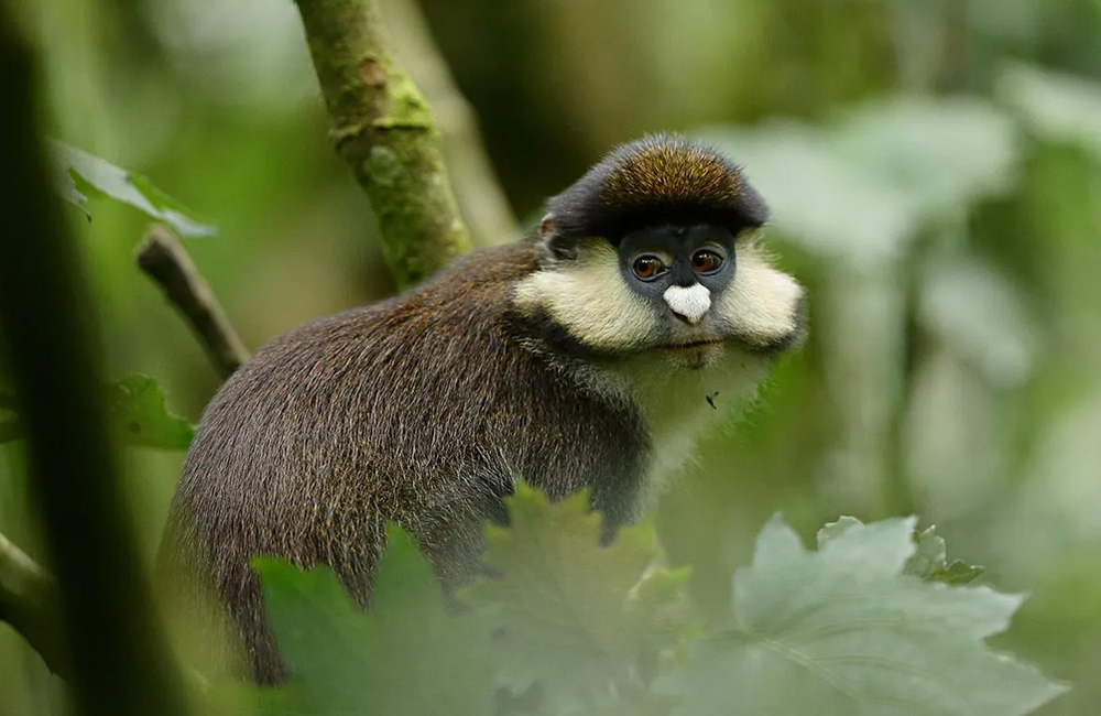 Red Tailed Monkey