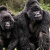 Planning a Budget Gorilla Trek in Uganda