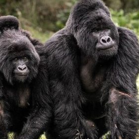 Mgahinga Gorillas