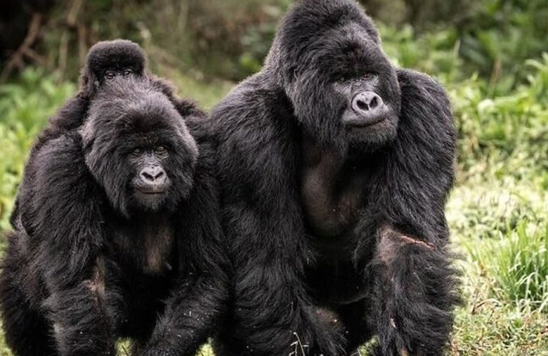 Mgahinga Gorillas